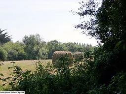 Parcelle agricole en culture - credit ph
